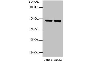 Western blot All lanes: TENT5B antibody at 6 μg/mL Lane 1: 293T whole cell lysate Lane 2: Hela whole cell lysate Secondary Goat polyclonal to rabbit IgG at 1/10000 dilution Predicted band size: 47 kDa Observed band size: 47 kDa (TENT5B (AA 2-425) Antikörper)