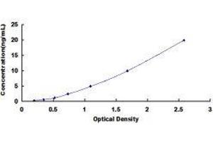 ELISA image for Slingshot Homolog 2 (SSH2) ELISA Kit (ABIN1118147)