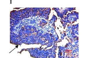 Immunofluorescence (Paraffin-embedded Sections) (IF (p)) image for anti-Secreted Protein, Acidic, Cysteine-Rich (Osteonectin) (SPARC) (AA 101-200) antibody (ABIN738141)