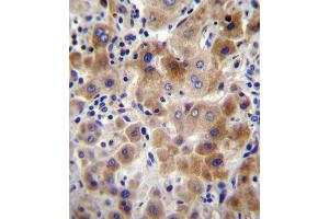 NEU2 Antibody immunohistochemistry analysis in formalin fixed and paraffin embedded human liver tissue followed by peroxidase conjugation of the secondary antibody and DAB staining. (NEU2 Antikörper  (N-Term))