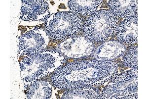 ABIN7094960 and ABIN7099016 at 1/100 staining mouse testis tissue by IHC-P. (MKRN1 Antikörper)