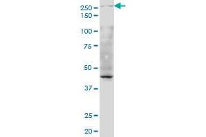 Western Blotting (WB) image for anti-TAF1 RNA Polymerase II, TATA Box Binding Protein (TBP)-Associated Factor, 250kDa (TAF1) (AA 1784-1893) antibody (ABIN520661)