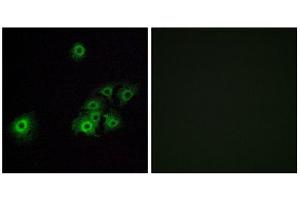 Immunofluorescence (IF) image for anti-Olfactory Receptor, Family 4, Subfamily C, Member 15 (OR4C15) (C-Term) antibody (ABIN1853238) (OR4C15 Antikörper  (C-Term))
