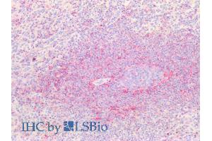 ABIN1590130 (5µg/ml) staining of paraffin embedded Human Spleen. (CD44 Antikörper  (Internal Region))