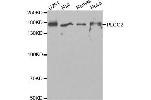 Western blot analysis of extracts of various cell lines, using PLCG2 antibody (ABIN5971208) at 1/1000 dilution. (Phospholipase C gamma 2 Antikörper)