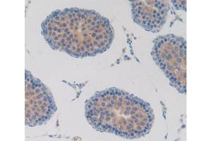 Used in DAB staining on fromalin fixed paraffin- embedded testis tissue (T-Bet Antikörper  (AA 241-493))