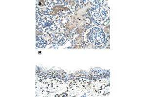 Immunohistochemical staining (Formalin-fixed paraffin-embedded sections) of human kidney (A) and human skin (B) with DLX2 polyclonal antibody  at 4-8 ug/mL working concentration. (DLX2 Antikörper  (C-Term))