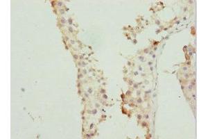 Immunohistochemistry of paraffin-embedded human testis tissue using ABIN7167363 at dilution of 1:100 (Rab5c Antikörper  (AA 1-216))