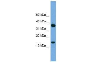 WB Suggested Anti-PRR15 Antibody Titration: 0.