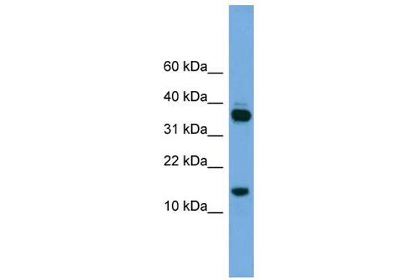 Proline Rich 15 antibody  (Middle Region)