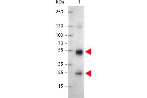 Lane 1: Rat IgG. (Ziege anti-Ratte IgG (Heavy & Light Chain) Antikörper (Alkaline Phosphatase (AP)))