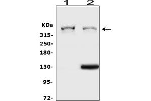 anti-Heparan Sulfate Proteoglycan 2 (HSPG2) (AA 524-701) antibody