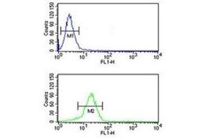 YAP antibody flow cytometric analysis of NCI-H460 cells (bottom histogram) compared to a negative control (top histogram). (YAP1 Antikörper  (AA 420-446))