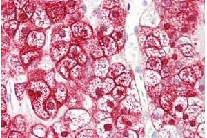 Anti- Anti-SLC16A12 / MCT12 antibody IHC staining of human adrenal. (SLC16A12 Antikörper  (AA 115-164))