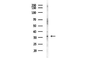 anti-Succinate-CoA Ligase, alpha Subunit (SUCLG1) (N-Term) antibody