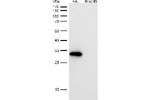 Western Blotting (WB) image for anti-NADH Dehydrogenase (Ubiquinone) Fe-S Protein 3, 30kDa (NADH-Coenzyme Q Reductase) (NDUFS3) antibody (ABIN7606982)