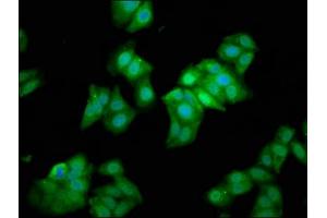 Immunofluorescence (IF) image for anti-Methionyl Aminopeptidase 1 (METAP1) (AA 54-125) antibody (ABIN7159577)