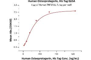 Immobilized Human TNFSF11, Fc tag (ABIN5954905,ABIN6253590) at 10 μg/mL (100 μL/well) can bind Human Osteoprotegerin, His Tag (ABIN2181848,ABIN2181847) with a linear range of 5-156 ng/mL (QC tested).