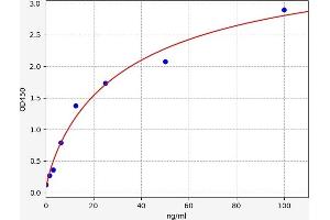 FLT3LG ELISA Kit