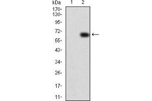 Western Blotting (WB) image for anti-Vav 2 Guanine Nucleotide Exchange Factor (VAV2) (AA 552-868) antibody (ABIN5933237)