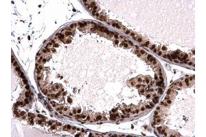 IHC-P Image Histone H3. (Histone H3.3B Antikörper  (full length))