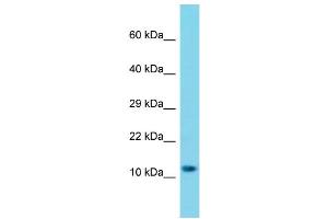 Western Blotting (WB) image for anti-Mitochondrial Ribosomal Protein S25 (MRPS25) (C-Term) antibody (ABIN2446143) (MRPS25 Antikörper  (C-Term))