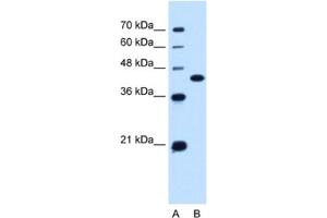 Western Blotting (WB) image for anti-Solute Carrier Family 14 (Urea Transporter), Member 1 (Kidd Blood Group) (SLC14A1) antibody (ABIN2463132)