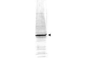 Western blot using  Affinity Purified anti-EGR-1 antibody shows detection of a predominant band at ~58 kDa correspond-ing to EGR-1 present in mouse embryonic fibroblast whole cell lysate (arrowhead). (EGR1 Antikörper  (AA 94-108))
