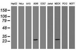 Image no. 4 for anti-B-Cell CLL/lymphoma 10 (BCL10) antibody (ABIN1496847) (BCL10 Antikörper)