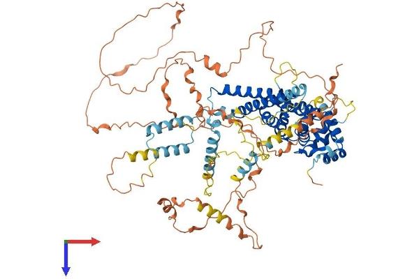 PATL1 Protein (AA 1-770) (His tag)