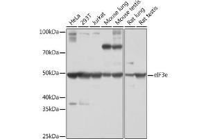 Western blot analysis of extracts of various cell lines, using eIF3e Rabbit mAb (ABIN7267040) at 1:1000 dilution. (EIF3E Antikörper)