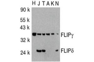 Image no. 1 for anti-CASP8 and FADD-Like Apoptosis Regulator (CFLAR) (AA 191-209), (C-Term) antibody (ABIN318973) (FLIP Antikörper  (C-Term))