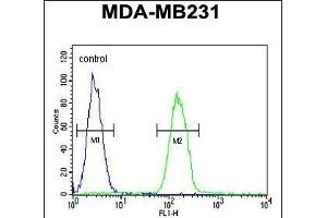 PHL Antibody (C-term) (ABIN652395 and ABIN2841923) flow cytometric analysis of MDA-M cells (right histogram) compared to a negative control cell (left histogram). (PHLPP2 Antikörper  (C-Term))