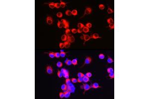 Immunofluorescence analysis of Neuro-2a cells using ENPP5 Rabbit mAb (ABIN7266899) at dilution of 1:100 (40x lens). (ENPP5 Antikörper)