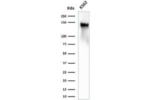 Western Blot Analysis of K562 cell lysate using CD43 Rabbit Recombinant Monoclonal Antibody (SPN/2049R)