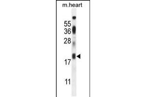 Western blot analysis in mouse heart tissue lysates (35ug/lane). (ISCA2 Antikörper  (AA 72-101))