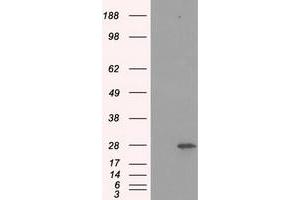 Western Blotting (WB) image for anti-Proteasome Subunit alpha  7 (PSMA7) antibody (ABIN1498763) (PSMA7 Antikörper)