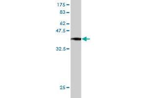 Western Blotting (WB) image for anti-LI Cadherin (AA 24-131) antibody (ABIN560283)