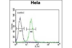 EWSR1 Antibody (C-term) (ABIN652770 and ABIN2842507) flow cytometric analysis of Hela cells (right histogram) compared to a negative control cell (left histogram). (EWSR1 Antikörper  (C-Term))