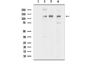 Western blot analysis of lysates from various samples, using Nrf2 mouse monoclonal Antibody.