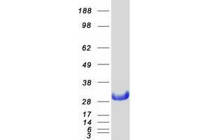 Validation with Western Blot (NOL3 Protein (Myc-DYKDDDDK Tag))