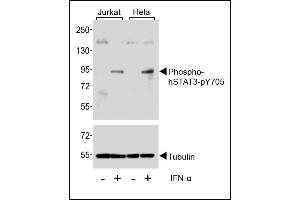 Western blot analysis of extracts from Jurkat and Hela cells, untreated or treated with IFN-α(100 ng/mL), using Phospho-STAT3-p Antibody. (STAT3 Antikörper  (pTyr705))
