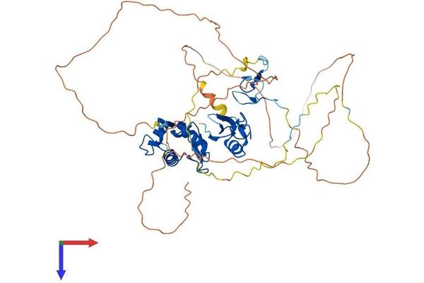 MDM2 Protein (AA 1-489) (His tag)