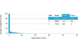 Analysis of Protein Array containing >19,000 full-length human proteins using STAT6 Mouse Monoclonal Antibody (STAT6/2410) Z- and S- Score: The Z-score represents the strength of a signal that a monoclonal antibody (Monoclonal Antibody) (in combination with a fluorescently-tagged anti-IgG secondary antibody) produces when binding to a particular protein on the HuProtTM array. (STAT6 Antikörper)