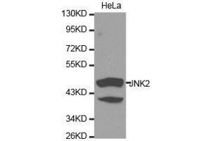 Western Blotting (WB) image for anti-Mitogen-Activated Protein Kinase 9 (MAPK9) antibody (ABIN1873633) (JNK2 Antikörper)