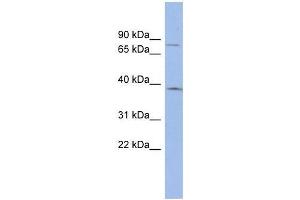 ZNF300 antibody used at 0.