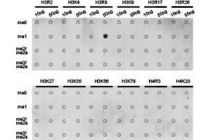 Dot-blot analysis of all sorts of methylation peptides using H3R8me1 antibody. (Histone 3 Antikörper  (H3R8me))