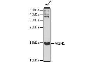 Western blot analysis of extracts of 293T cells, using MIEN1 antibody (ABIN6291282) at 1:1000 dilution. (C17orf37 Antikörper)