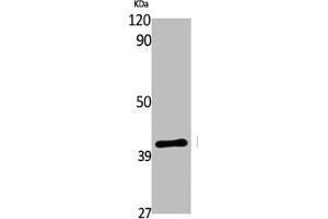 Western Blot analysis of various cells using EDG-7 Polyclonal Antibody (LPAR3 Antikörper  (C-Term))