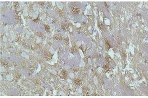 Immunohistochemistry of paraffin-embedded Rat brain tissue with GAP43 Monoclonal Antibody (GAP43 Antikörper)